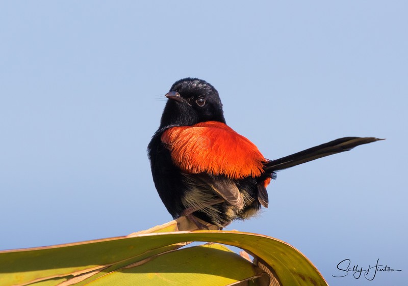Red Wren Male 3
