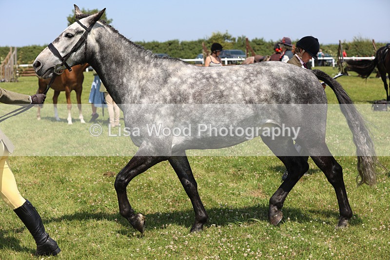 JPP_2913 - Class 21: Working Hunter 60cm