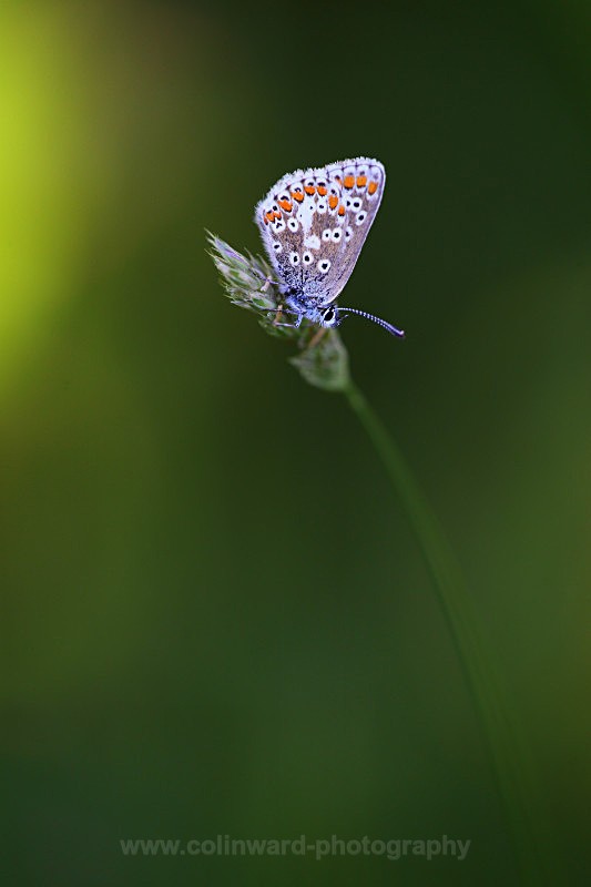 Northern Brown Argus Butterfly   ref 8382 - macro and nature.