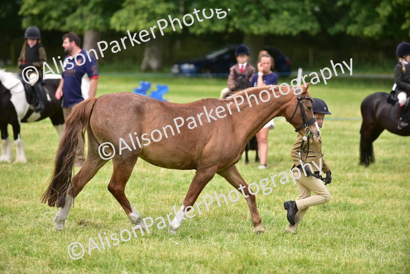 20260614-3680 - Class 15 - Prettiest Mare
