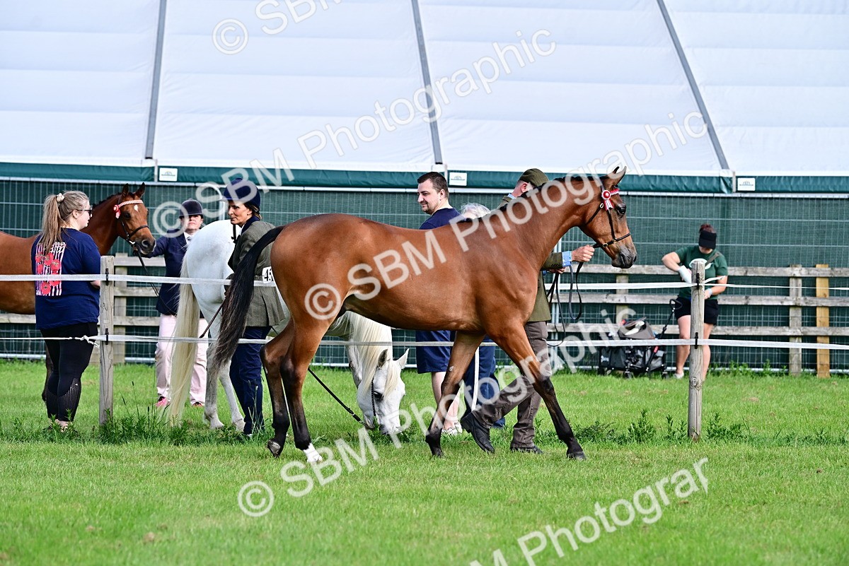 SBM_00079 - Class 46-49 - Arab and Part Bed-Anglo Arab In Hand