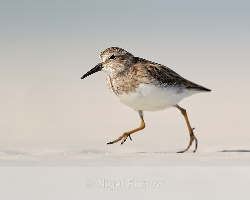Least Sandpiper running close-by, Fort De Soto Park, Florida - Least Sandpiper