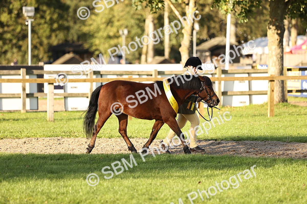 SBM_30118 - Novice & Newcomers Supreme Championship