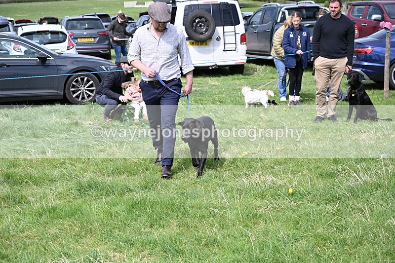 WJ6_9006 - Class 8 Best Working / Gun Dog or Bitch