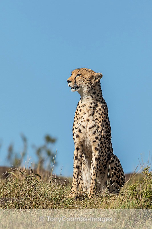 Cheetah - Mara North ~ Cats