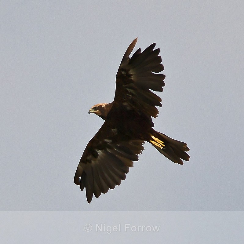 Marsh Harrier (female) flying in front of the second screen at Otmoor - Marsh Harrier