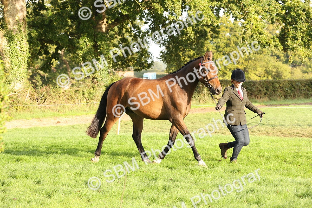 SBM_54955 - S52 - Riding Horse & Hack & thoroughbred In Hand