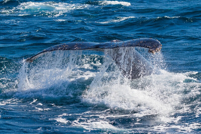 Humpback fluke 0A3A6741 - Humpback Whales