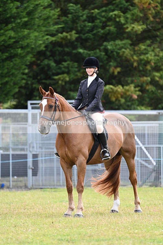 WJ7_8527 - Class 7  Riding Club Show Horse