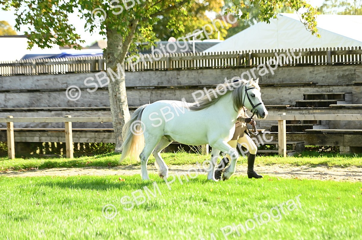 SBM_15862 - S1 - TSR in Hand Horse & Pony Showing