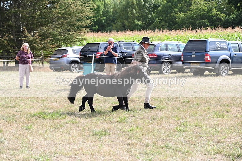 WJ6_7038 - Class 21 Shetland & Mini Horses