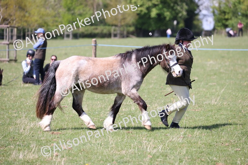 20250427-2971 - Class 27 - Coloured Horse and Pony