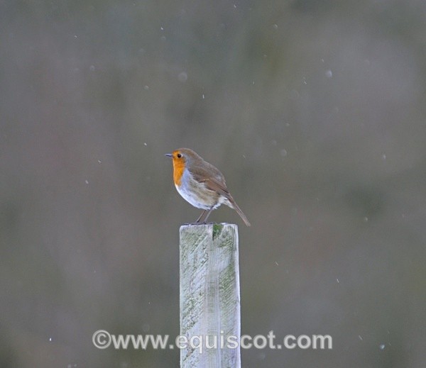  - Wildlife & Landscape