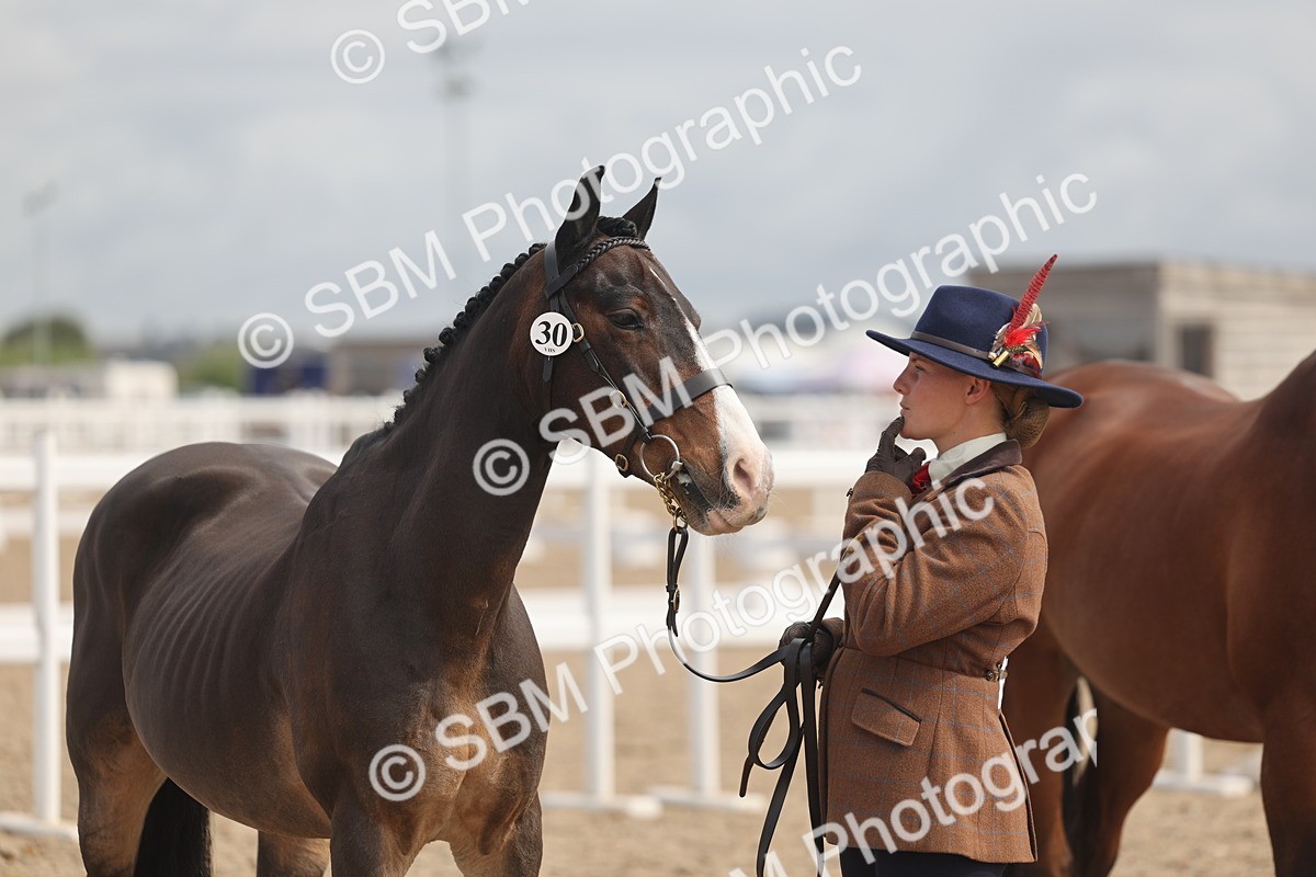 SBM_04456 - Class 18 - Handsomest Gelding (IH or Ridden)