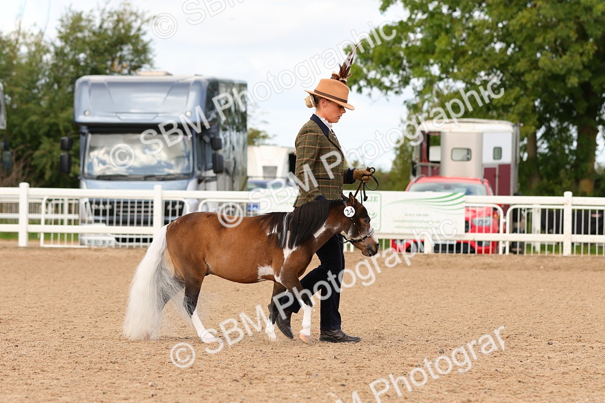 SBM_10268 - Class 206 - IH Non Show Type Pony