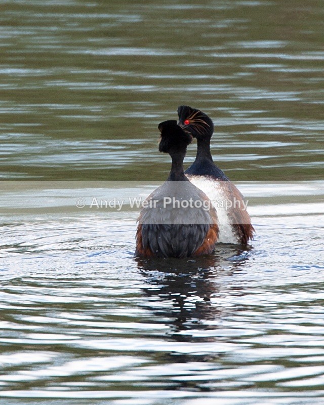 Black Necked Grebe Photograph