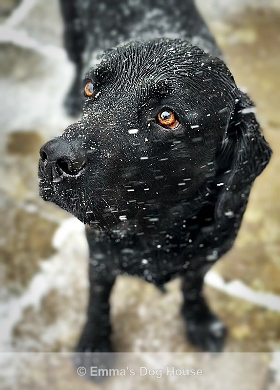  - Pawtraits