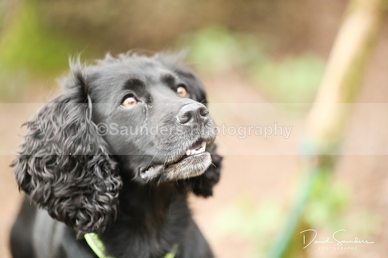SPXX3955 - Endurance Dogs