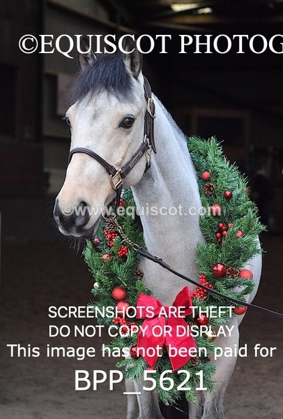 BPP_5621 - Marion West pony 1