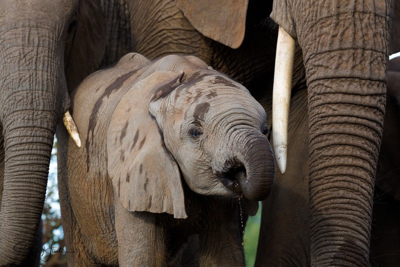 Elephant Baby 19