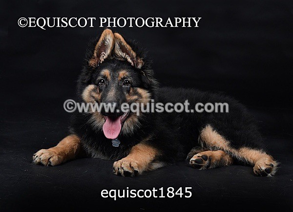 equiscot1845 - RONNIE