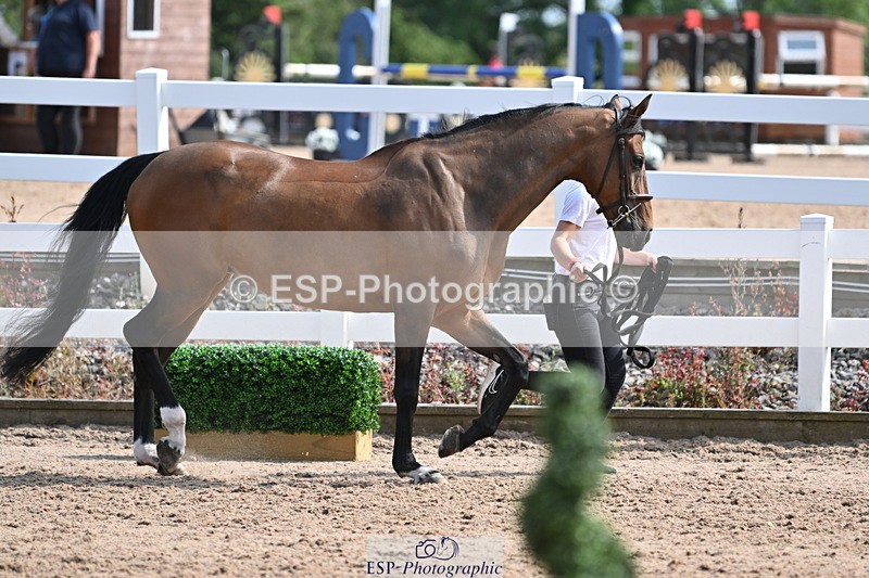 240717A-160242-03288 - Trot Up 4pm to 5pm