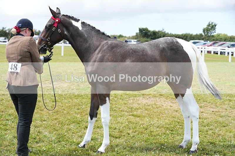 DSC06791 - Class 59: Coloured Horse Youngstock