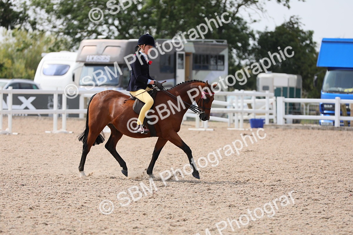 SBM_15581 - Class 311 Ridden Show Pony/ Show Hunter Pony