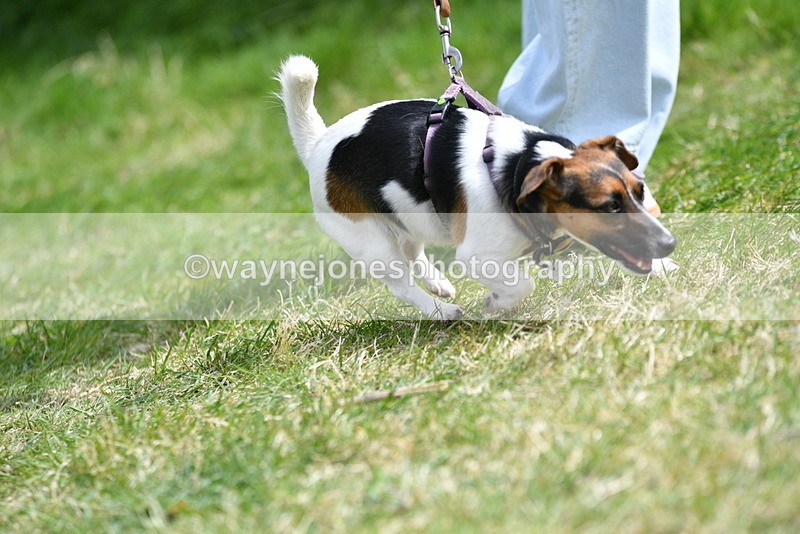 WJ5_0437 - Class 7 Best Terrier
