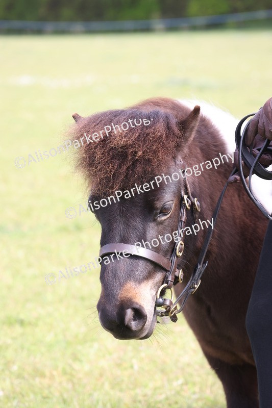 20260426-3205 - Class 26 - Shetland Ponies and Minitures