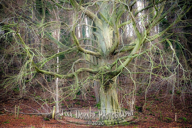Green Man - Creative Photography
