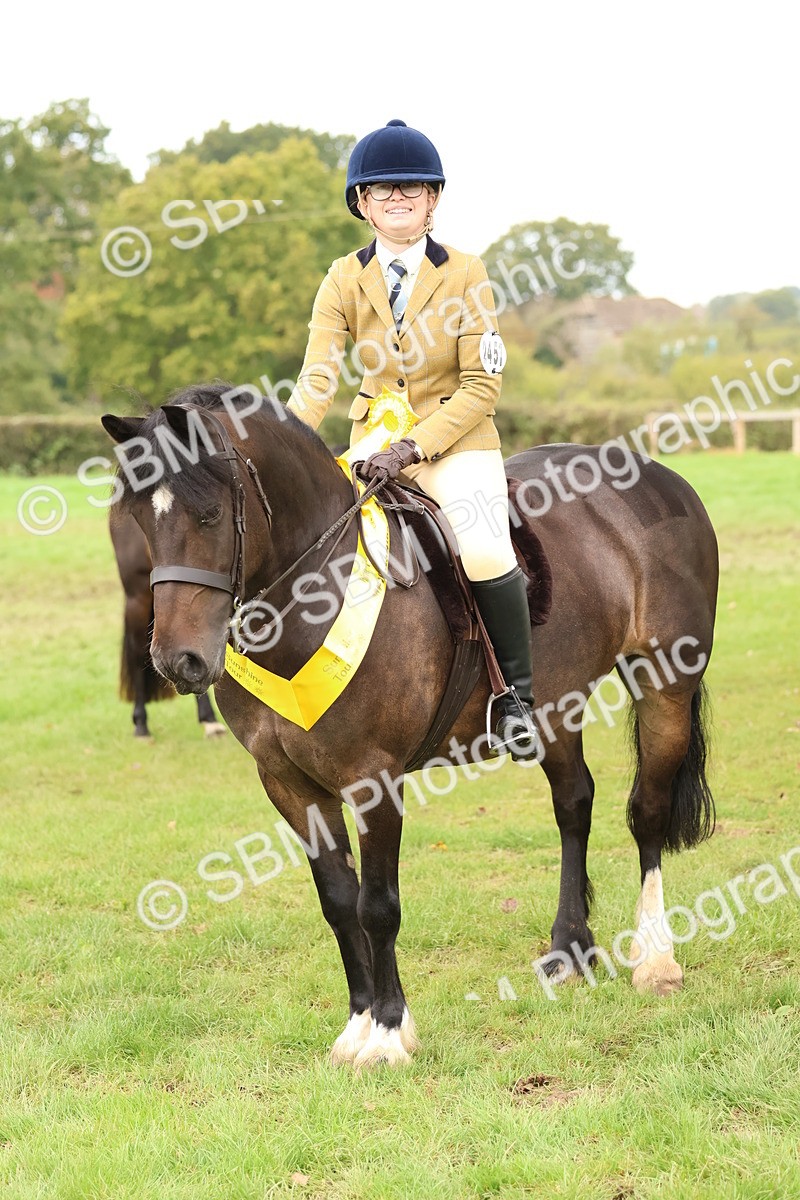 SBM_59996 - S36 - Rehabiliated Rescue Horse & Pony In Hand & Ridden