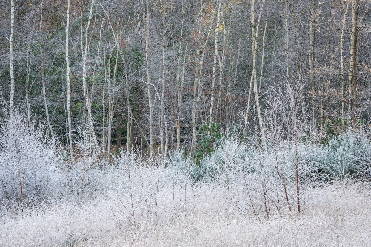 Winters first morning - Frensham