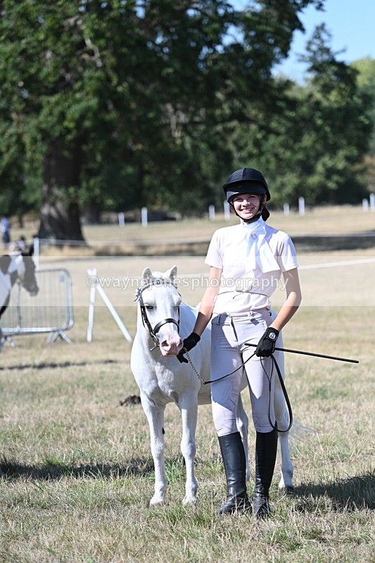 WJ7_1275 - Class 41 Prettiest Mare