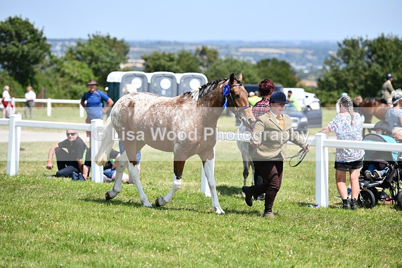 DSC_7920 - Coloured Horse In Hand Championship
