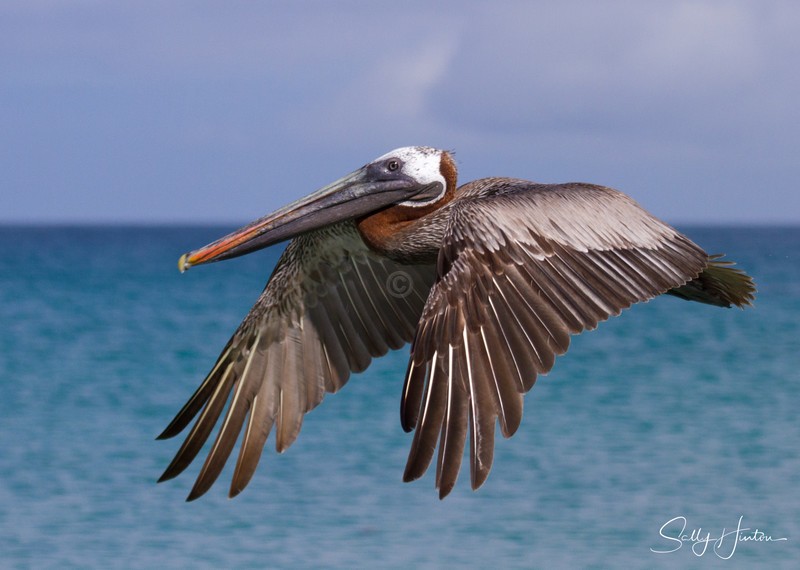 Galapagos Pelican 3