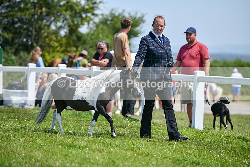 DSC_7242 - Miniature Horse Championship
