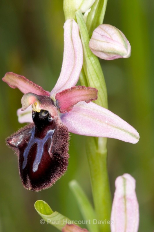 Siponto Ophrys (Ophrys sipontensis) an orchid endemci to the Gargano penisula, - Orchids - Ophrys