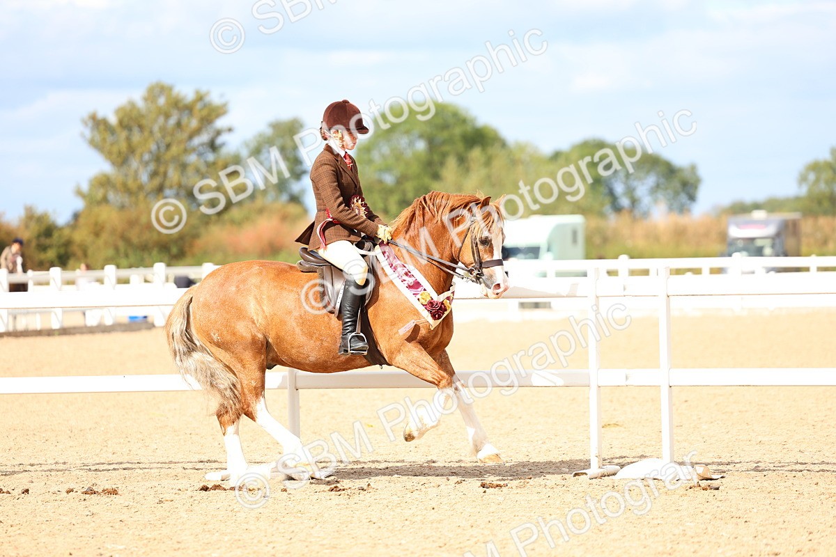SBM_15868 - Class 314 - Family Horse - Pony