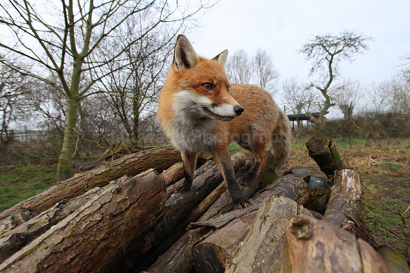  - Wildlife, Mammal Photography, Great Britain