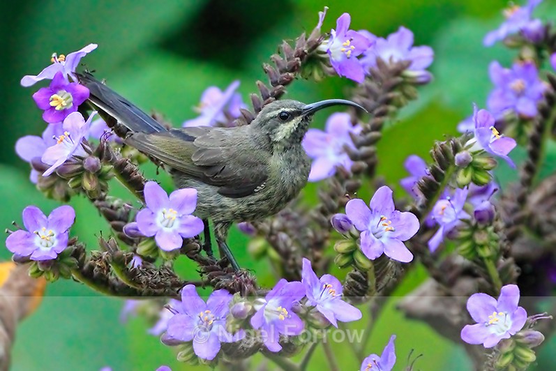 Tacazze Sunbird (female) perched amongst some flowers - Tacazze Sunbird