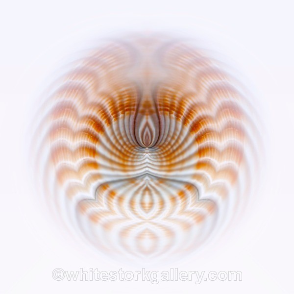Sea Shells - Digital Art