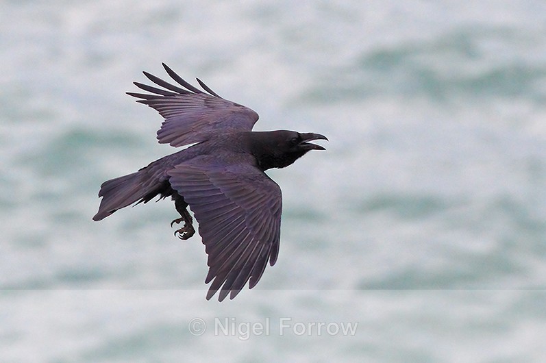 Raven calling in flight at Durlston - Raven