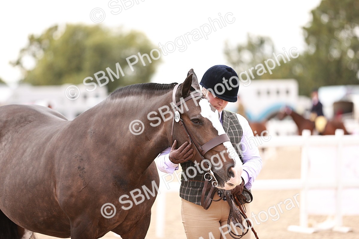 SBM_16116 - Class 411 - Prettiest Mare - (IH or Ridden Adult)