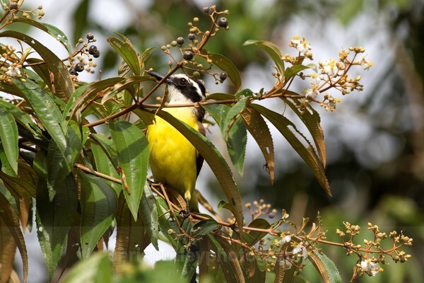  - Birds of Costa Rica and Mauritius