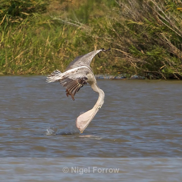 Pink-backed Pelican drinking on the fly - Pink-backed Pelican