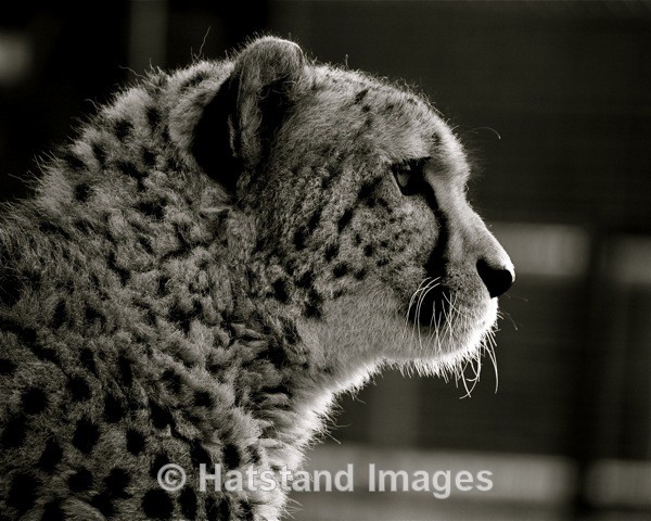 Cheetah - nature