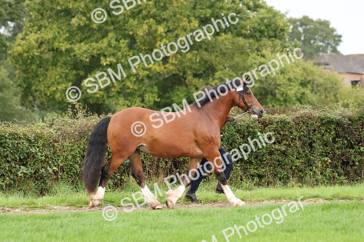 SBM_35292 - S10 - Best In Hand Horse & Pony