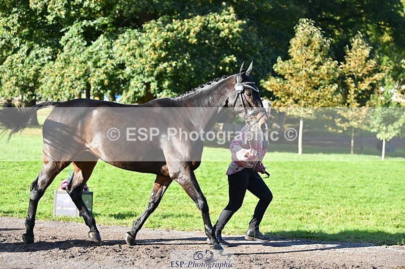 231022-104638-22730 - 464-IMPERIAL.TANGLE-Deborah.Burrell-TrotUp+SJ