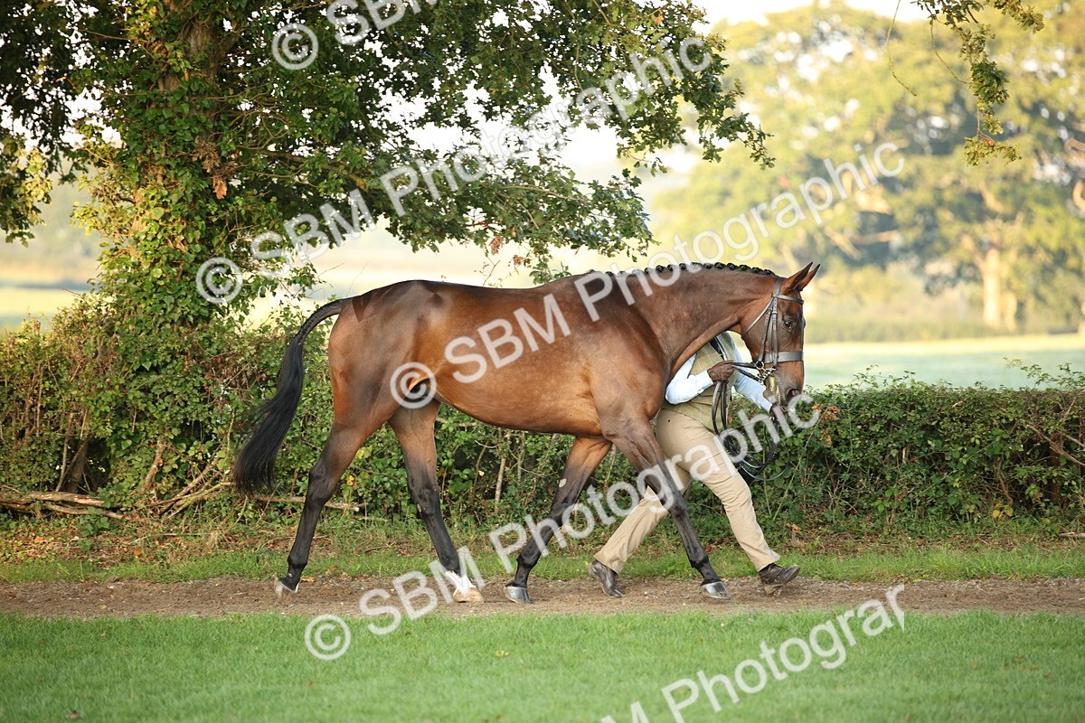 SBM_56830 - S49 - Riding Horse & Hack & Thoroughbred In Hand